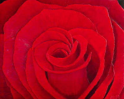 nm-Rote Rose-Acryl Spachteltechnik-80x100-2013