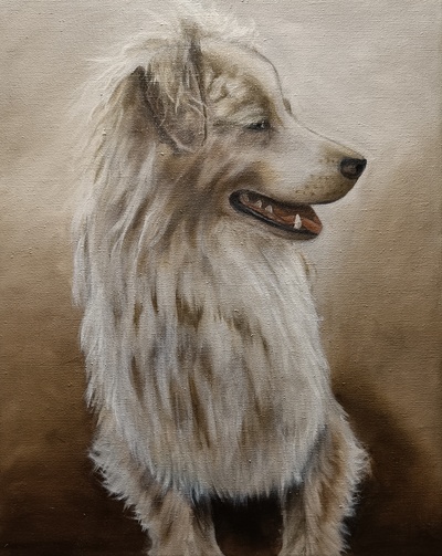 07 - ca - Australian Shepherd - Realistisches Tierportrait in Öl - 40x50 - 2021