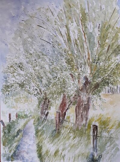 Kopfweiden im Sommer,MB,36x48,AquarellEurp180 2023