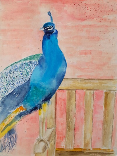 MB Pavo der Pfau Aquarell 36x48 Euro 180