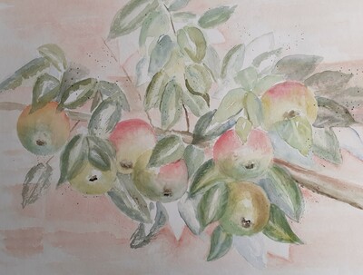 MB Aquarell auf Papier Spalierobst 36x48 € 190,-