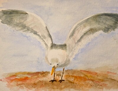 MB Aquarell auf Papier 30x40cm Sturmvogel(Möve) €120,-