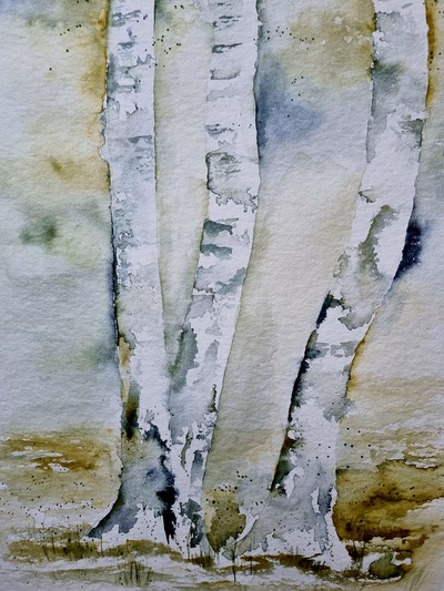 MB Aquarell auf Papier 30x40cm Birkenstämme1 €120,-